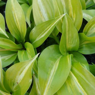 Hosta 'Obi-Wan Kenobi'